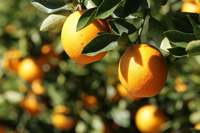 Citrus export season has started?
